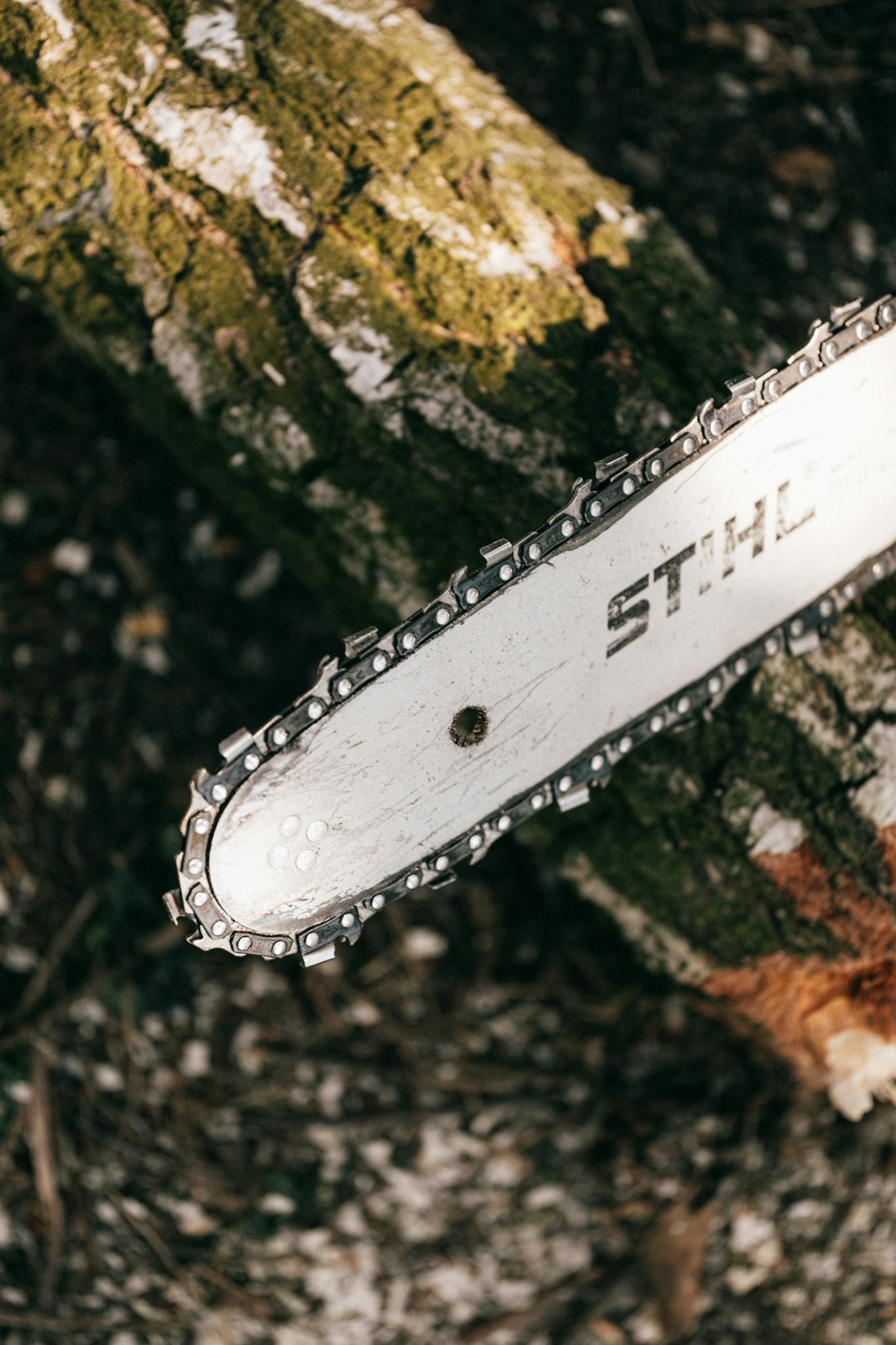 Close-up of a chainsaw blade resting on a tree trunk in a natural outdoor setting.